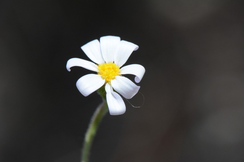 Zyrphelis microcephala photo 4