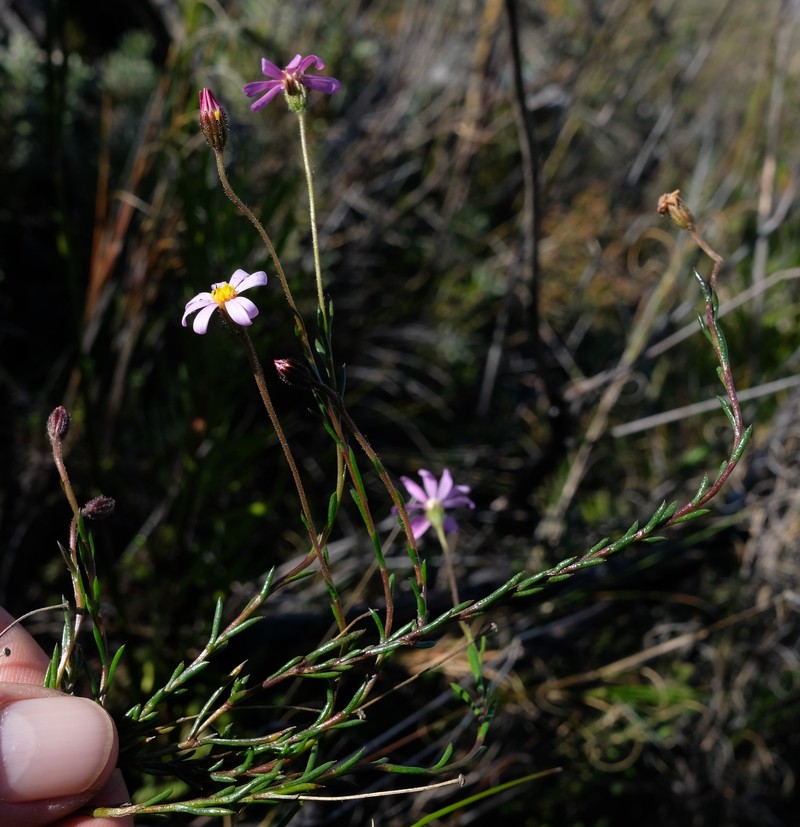Zyrphelis microcephala subsp. microcephala