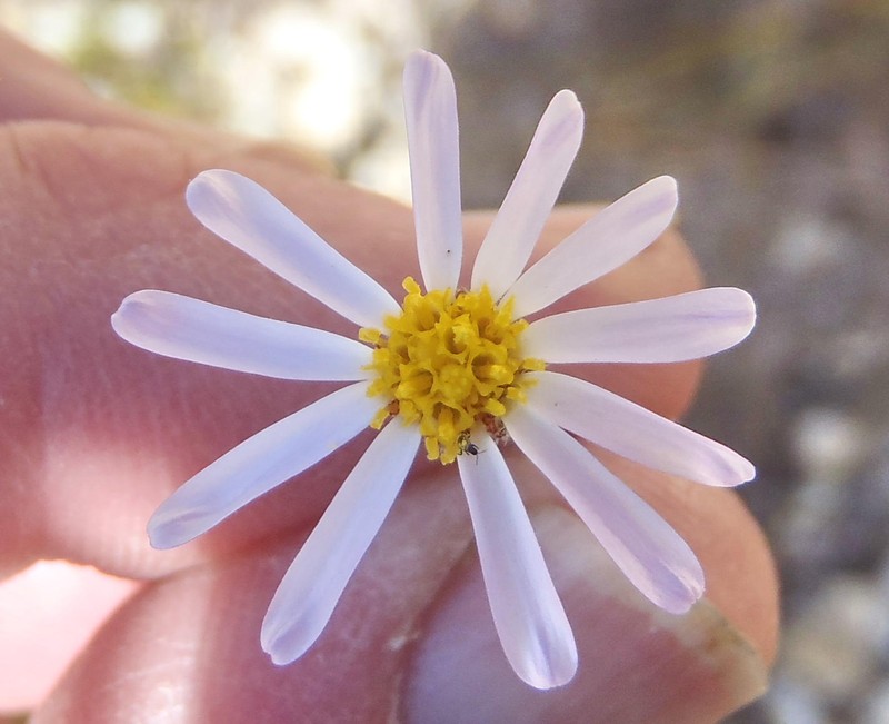 Zyrphelis microcephala subsp. microcephala photo 2