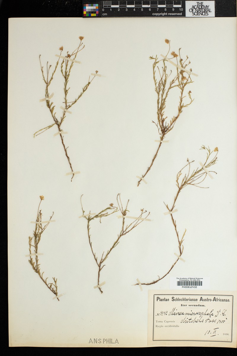 Zyrphelis microcephala subsp. microcephala photo 4