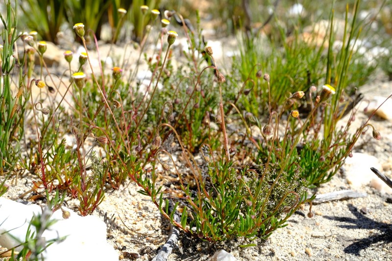 Zyrphelis monticola