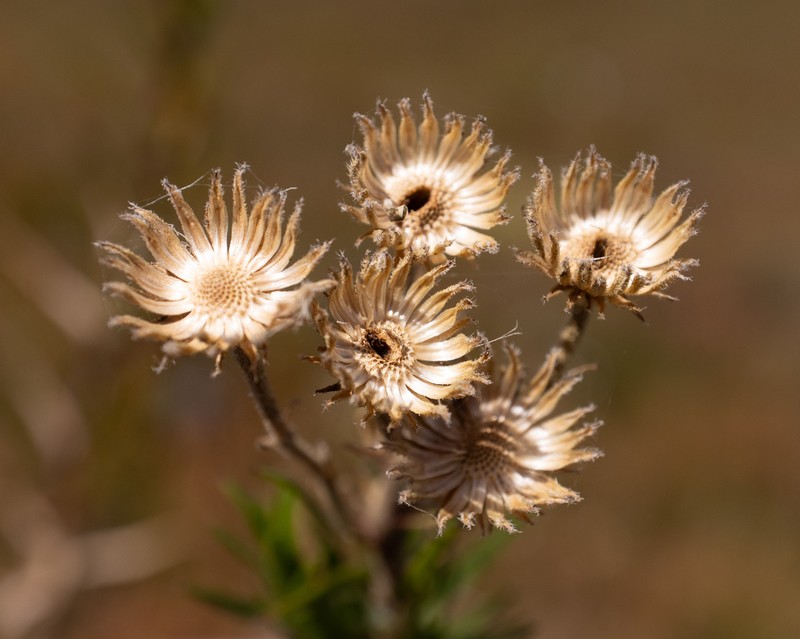 Zyrphelis nervosa photo 2