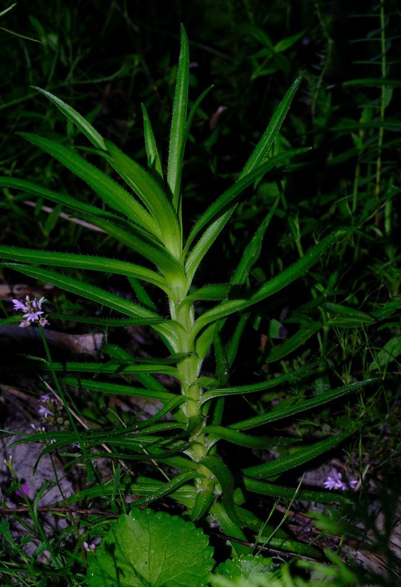 Zyrphelis nervosa photo 3