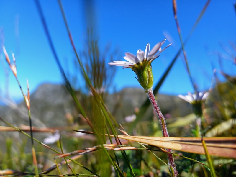 Zyrphelis outeniquae