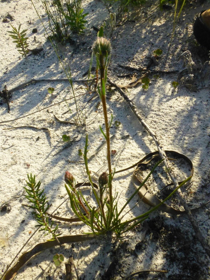 Zyrphelis pilosella