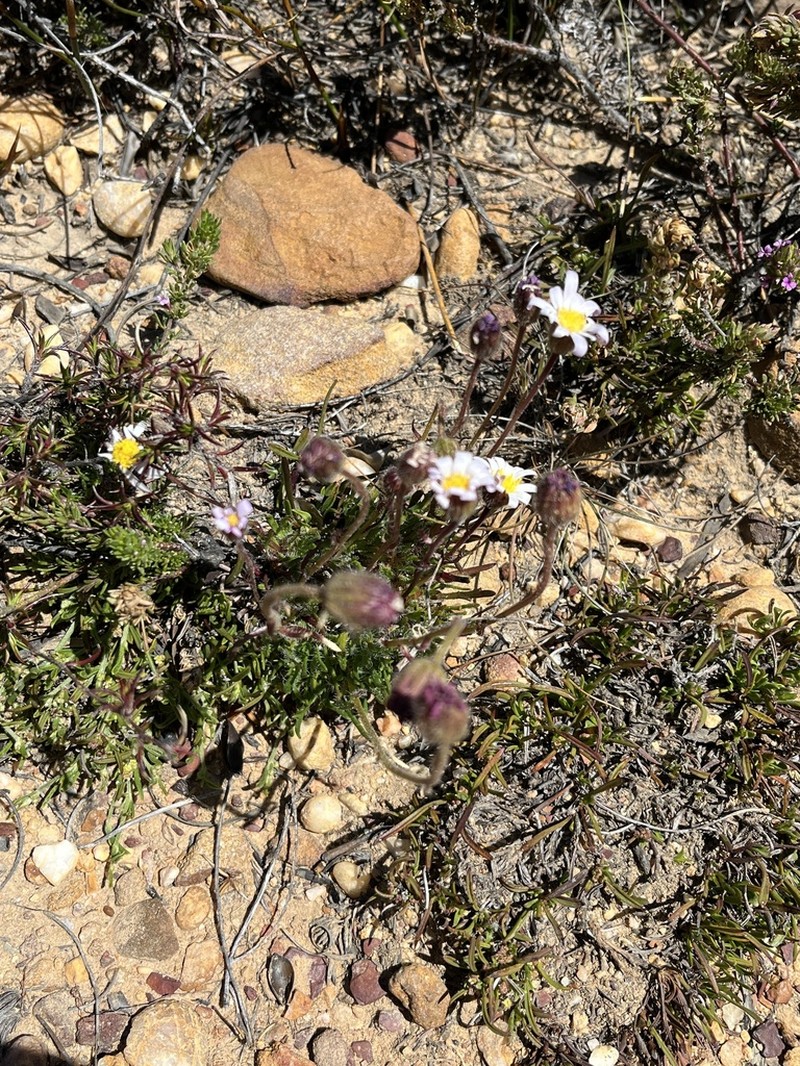 Zyrphelis pilosella photo 2