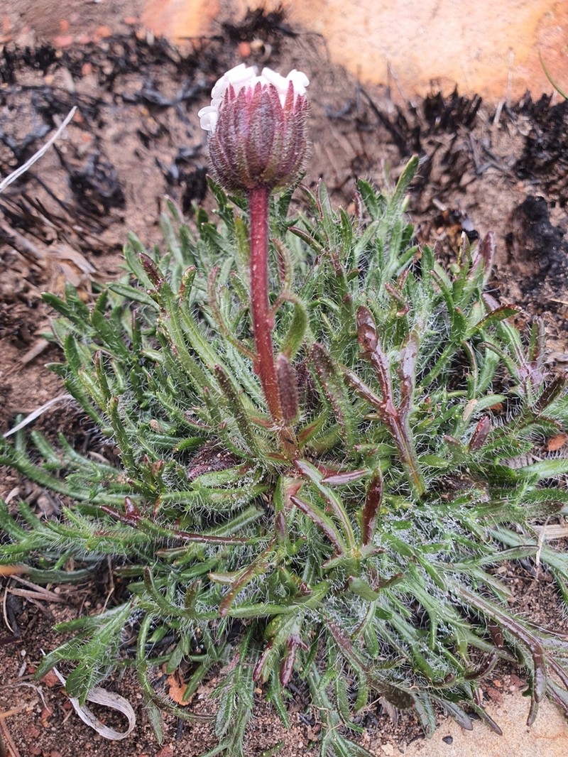 Zyrphelis pilosella photo 3