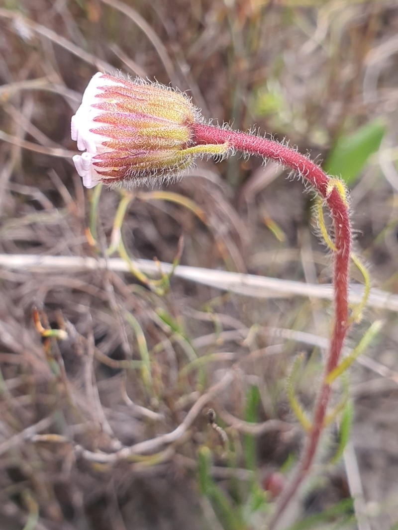 Zyrphelis pilosella photo 6