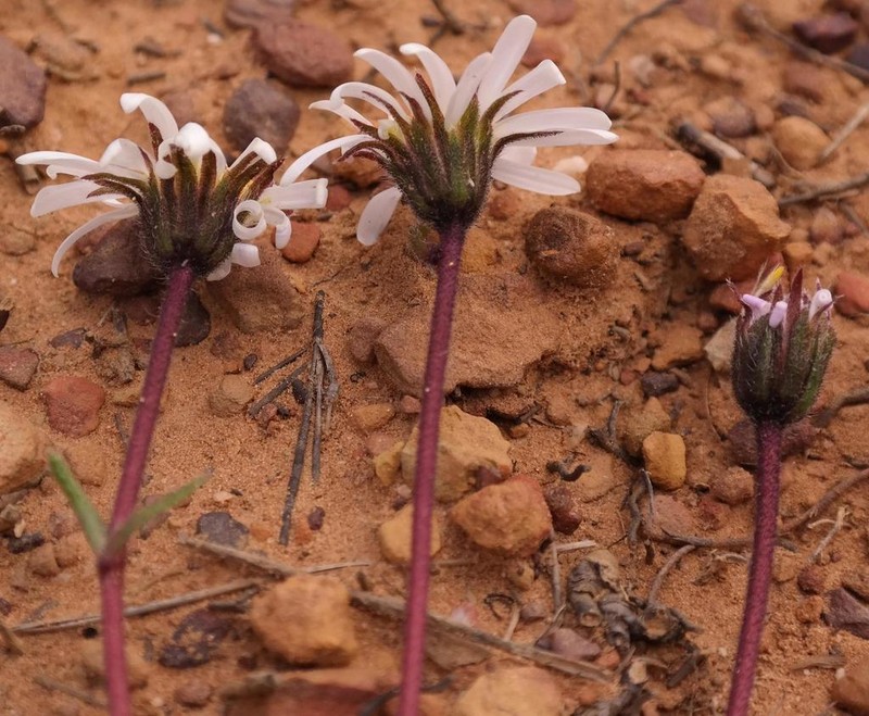 Zyrphelis pilosella photo 7