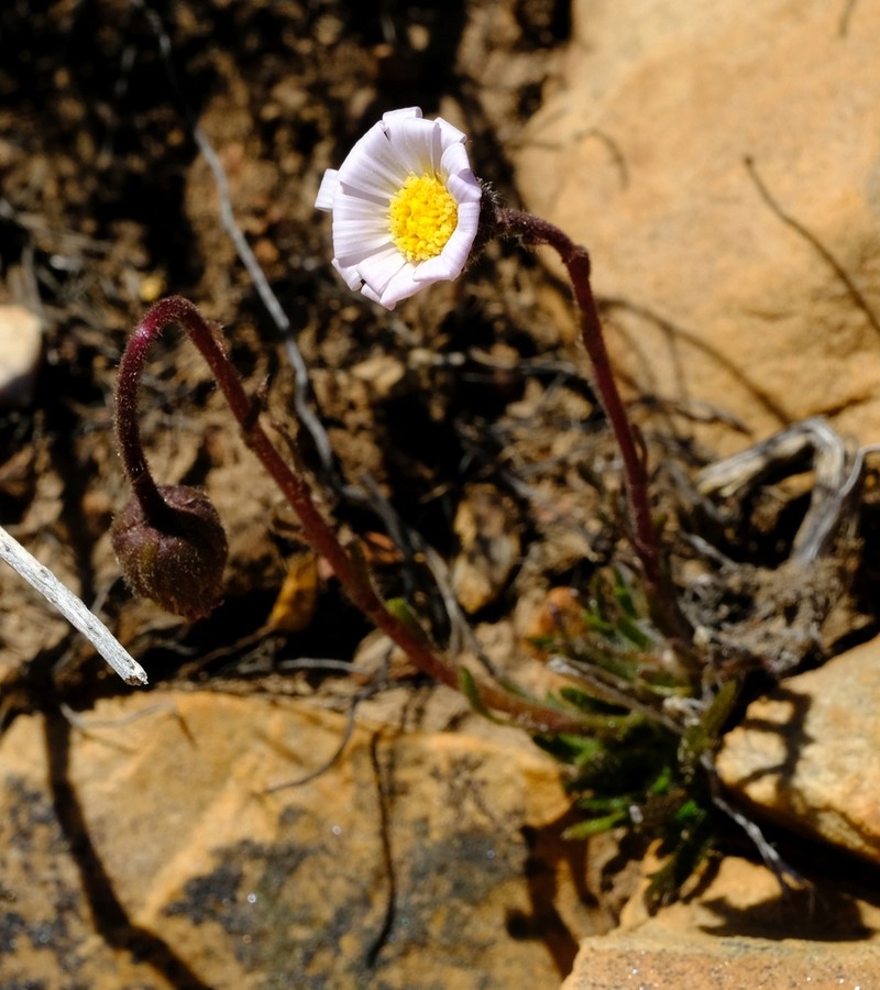 Zyrphelis pilosella photo 8