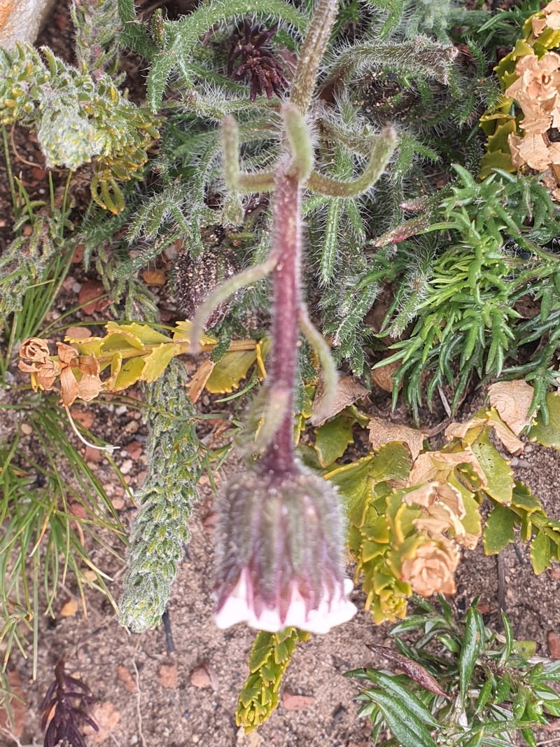 Zyrphelis pilosella var. pilosella