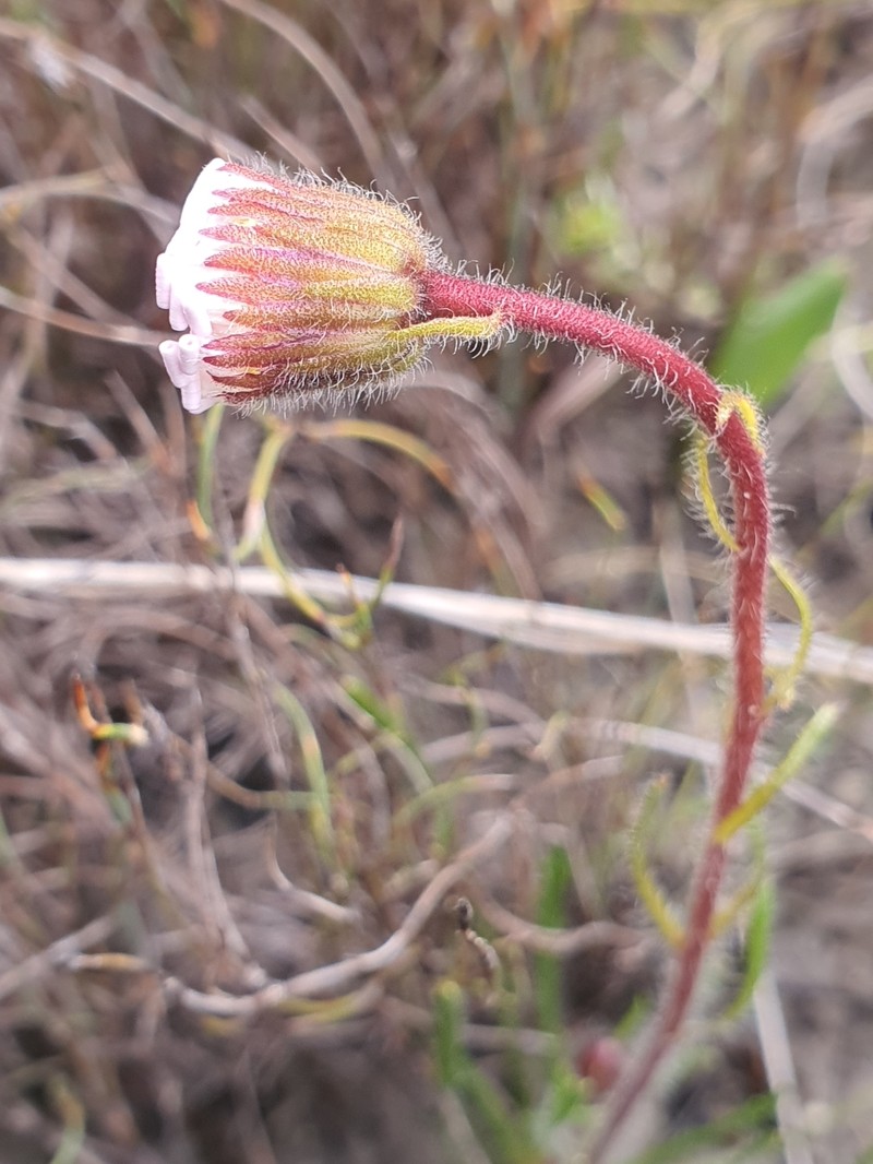 Zyrphelis pilosella var. pilosella photo 2