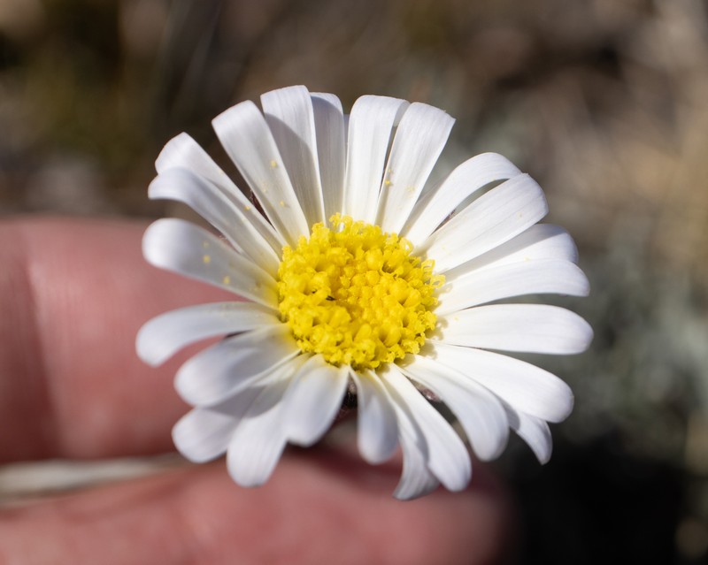 Zyrphelis pilosella var. pilosella photo 3