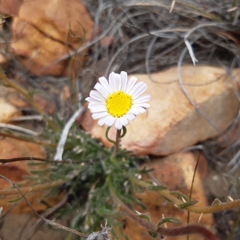 Zyrphelis pilosella var. pilosella photo 4