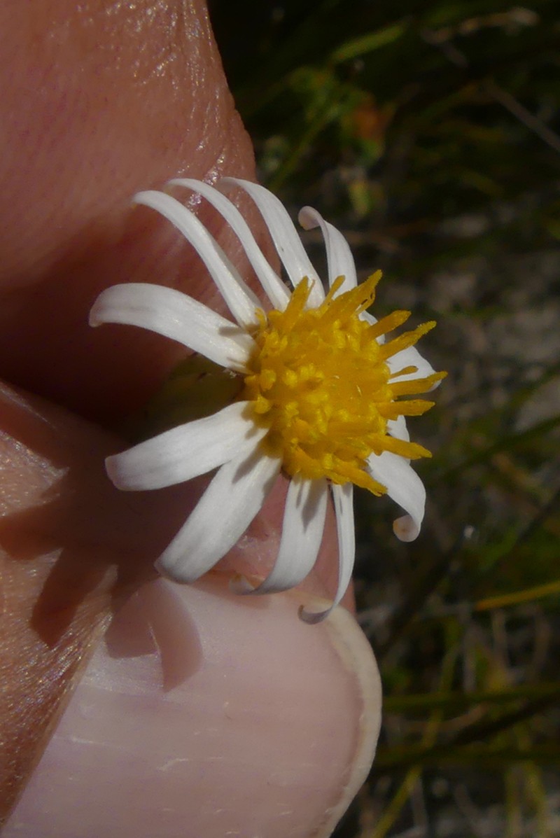 Zyrphelis spathulata