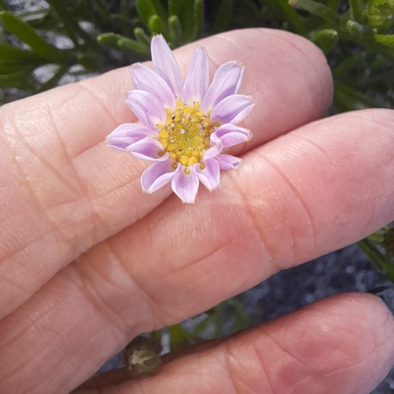 Zyrphelis spathulata photo 2