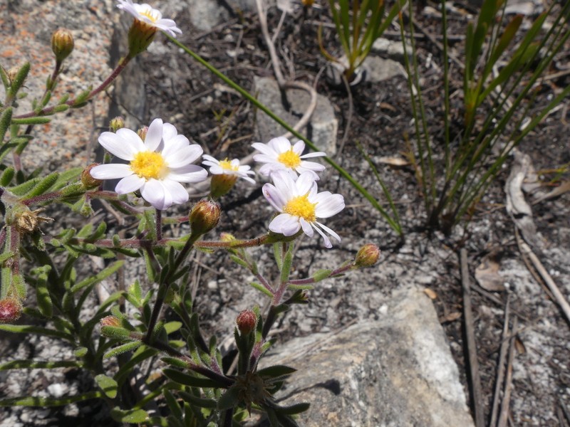 Zyrphelis spathulata photo 3