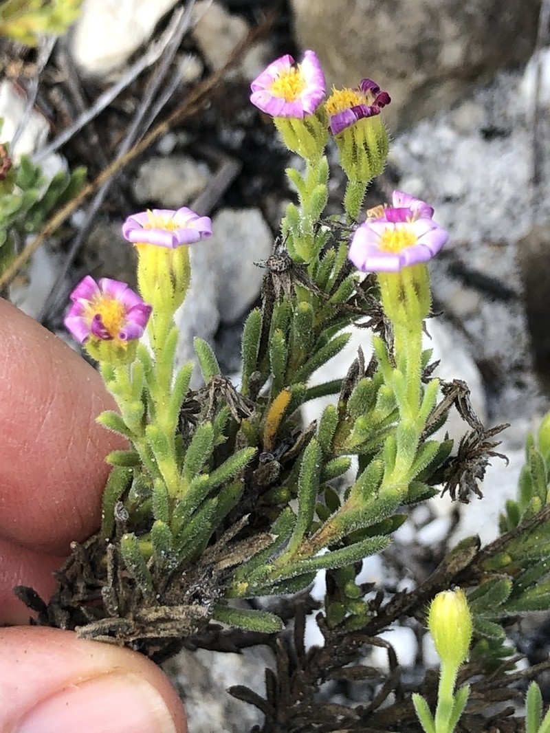 Zyrphelis spathulata photo 4