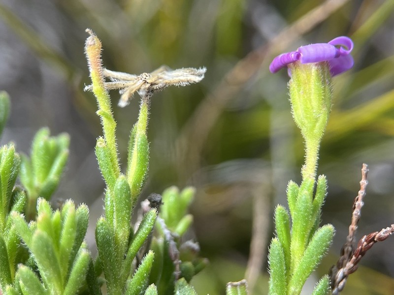 Zyrphelis spathulata photo 5