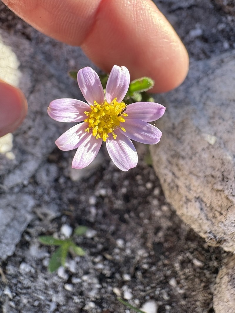 Zyrphelis spathulata photo 6