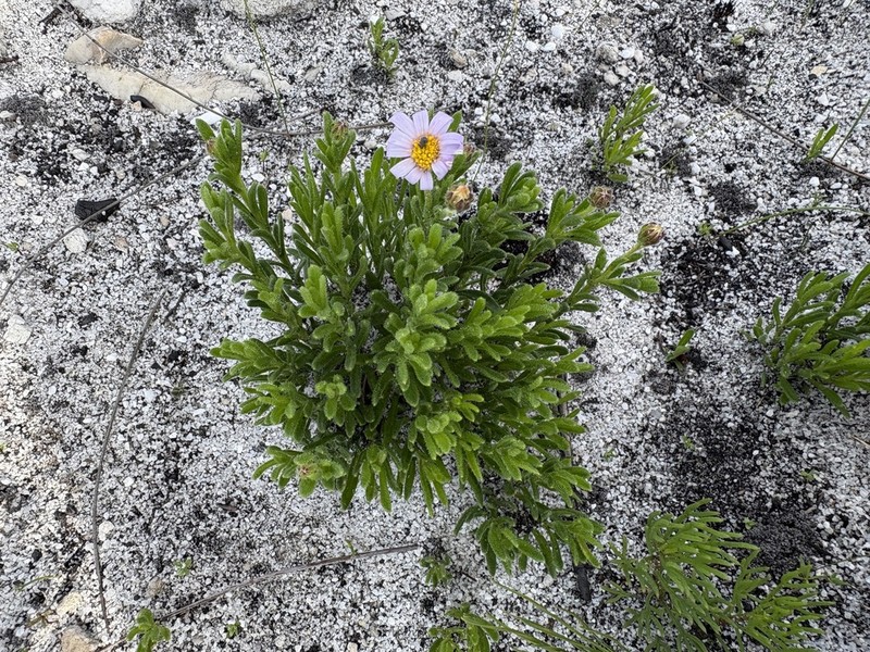 Zyrphelis spathulata photo 7