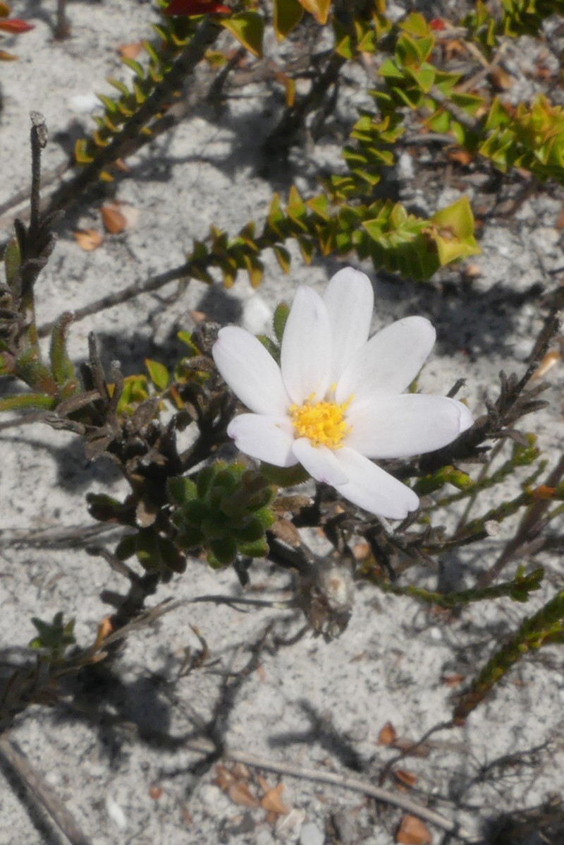 Zyrphelis spathulata photo 8