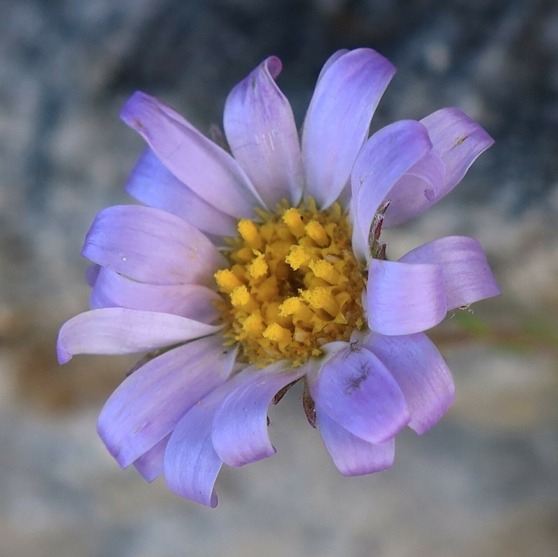 Zyrphelis taxifolia