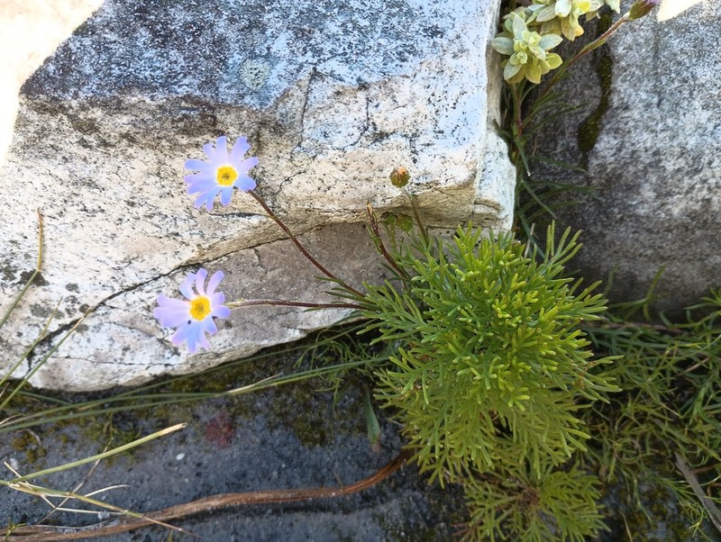 Zyrphelis taxifolia photo 2