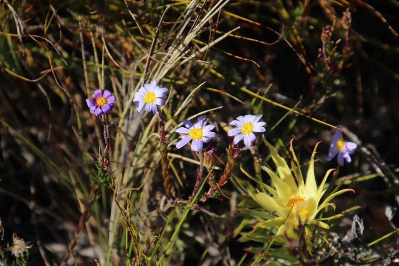 Zyrphelis taxifolia photo 3