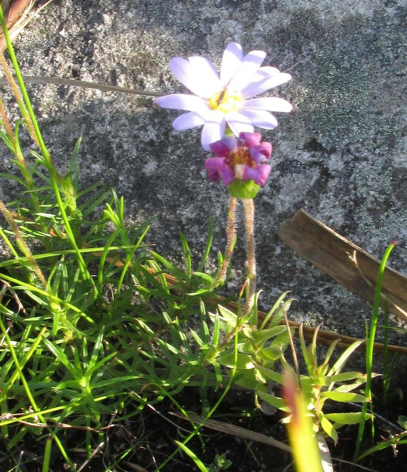 Zyrphelis taxifolia photo 4