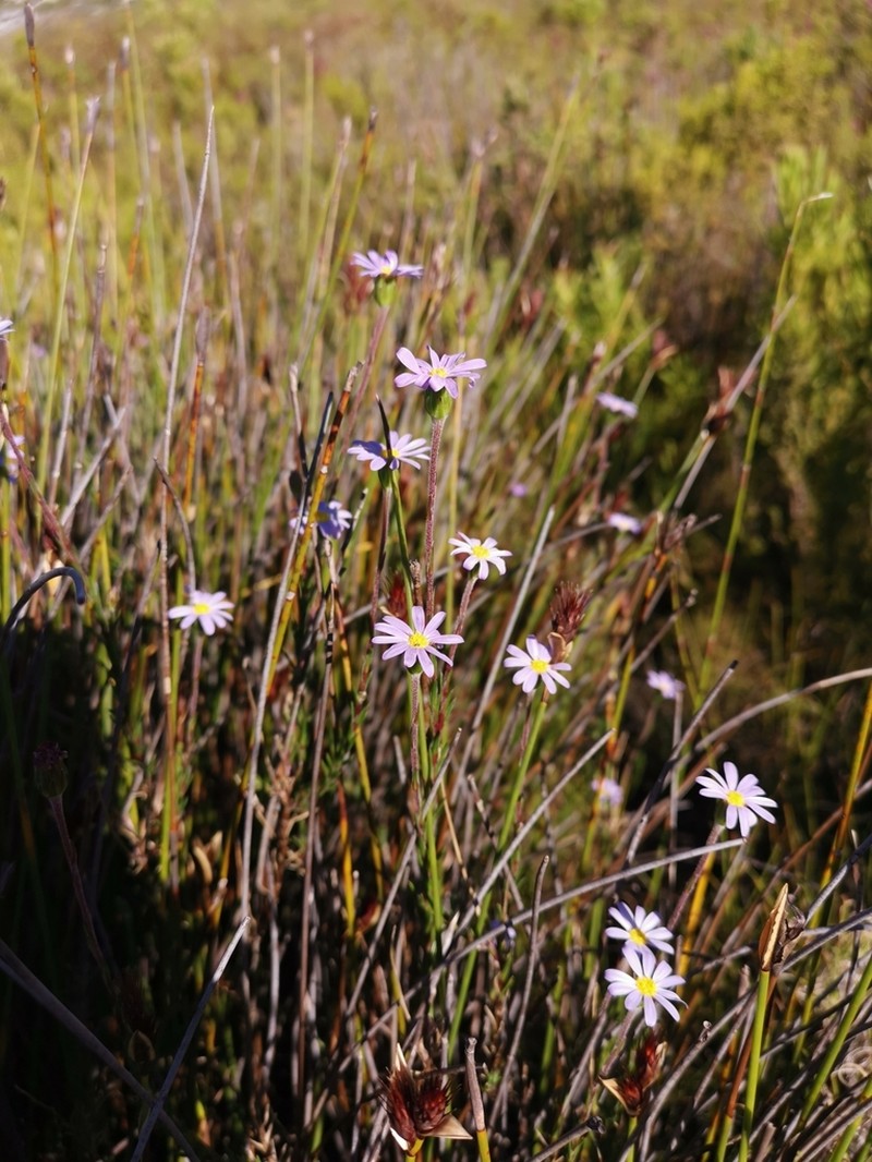 Zyrphelis taxifolia photo 5