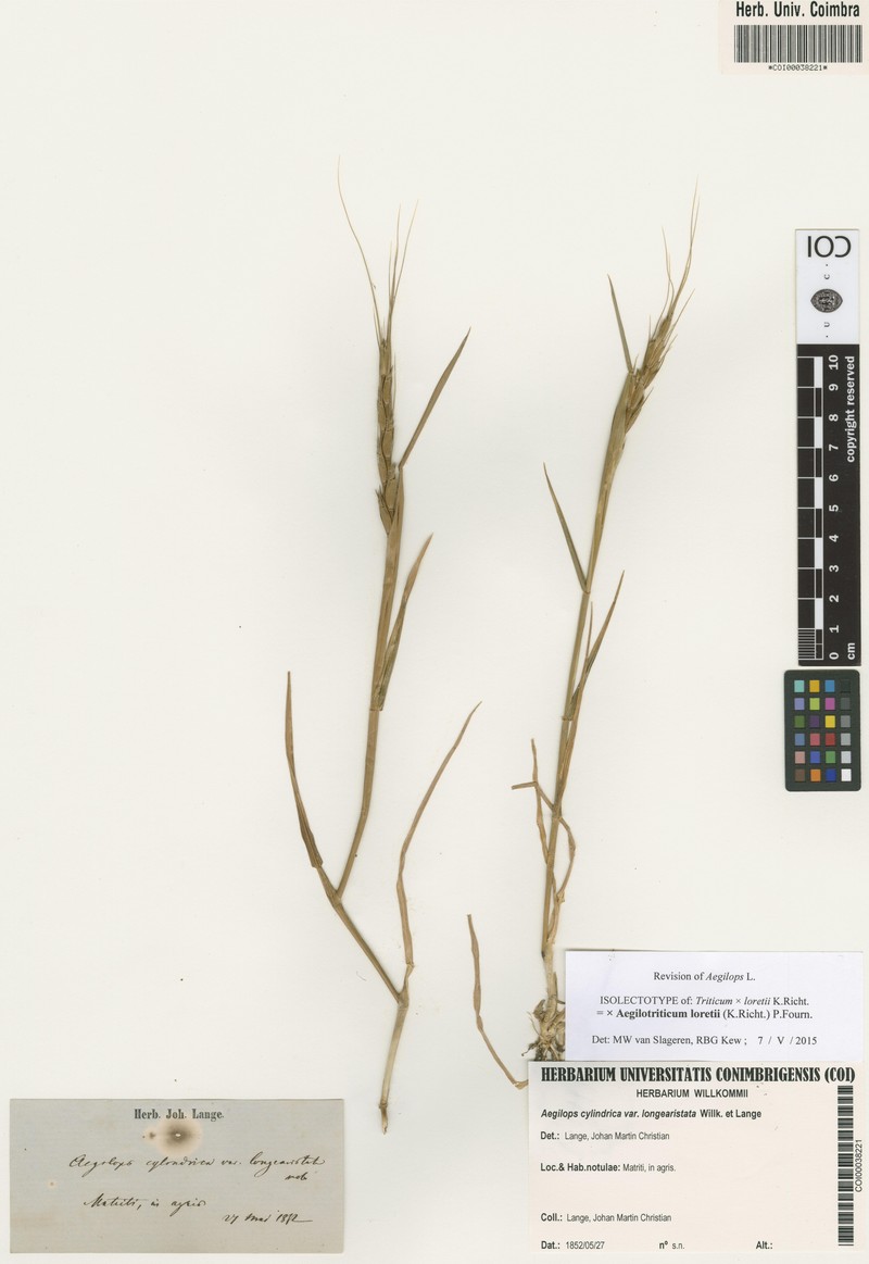 × Aegilotriticum loretii