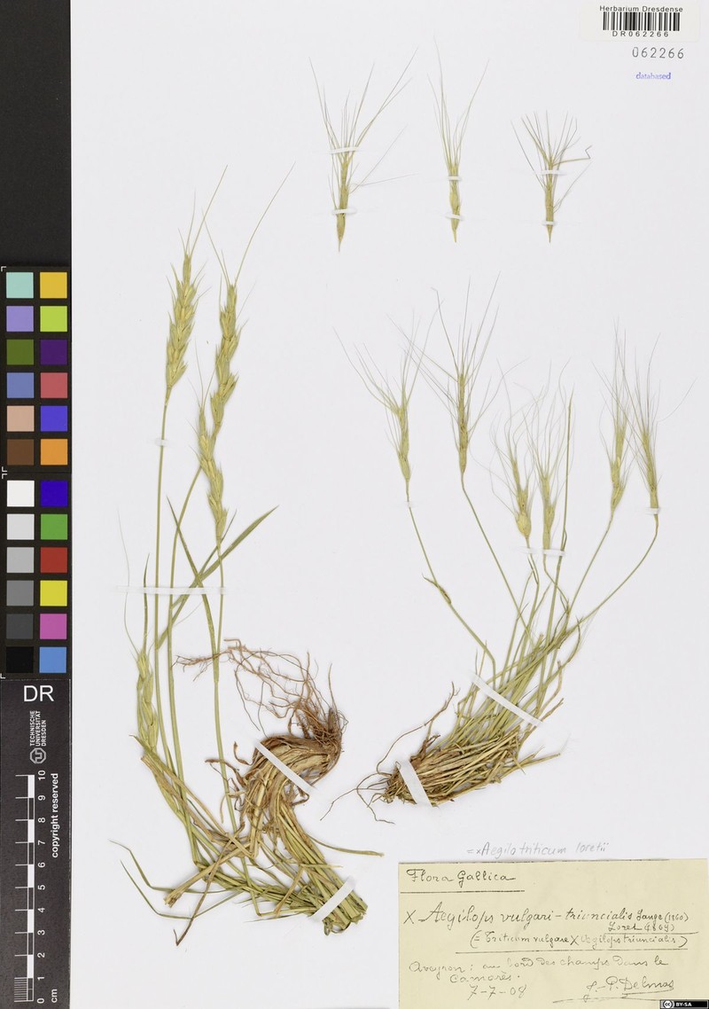 × Aegilotriticum loretii photo 2