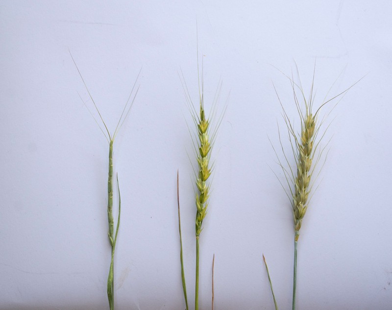× Aegilotriticum sancti-andreae