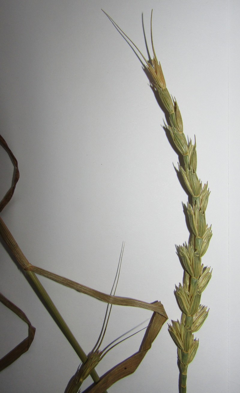 × Aegilotriticum sancti-andreae photo 3