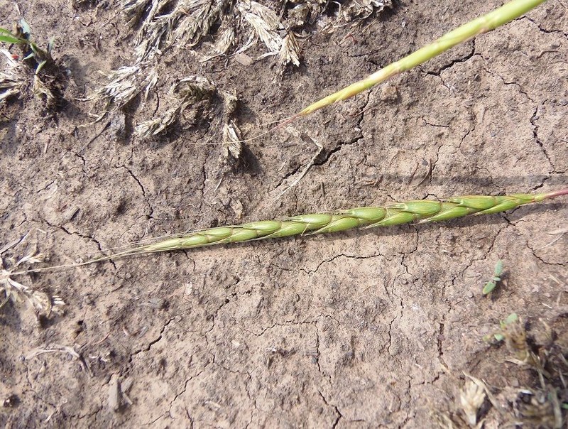 × Aegilotriticum sancti-andreae photo 4