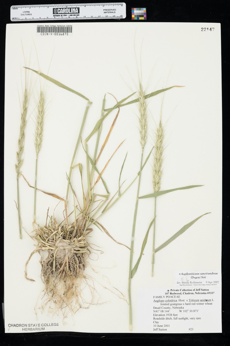 × Aegilotriticum sancti-andreae photo 5