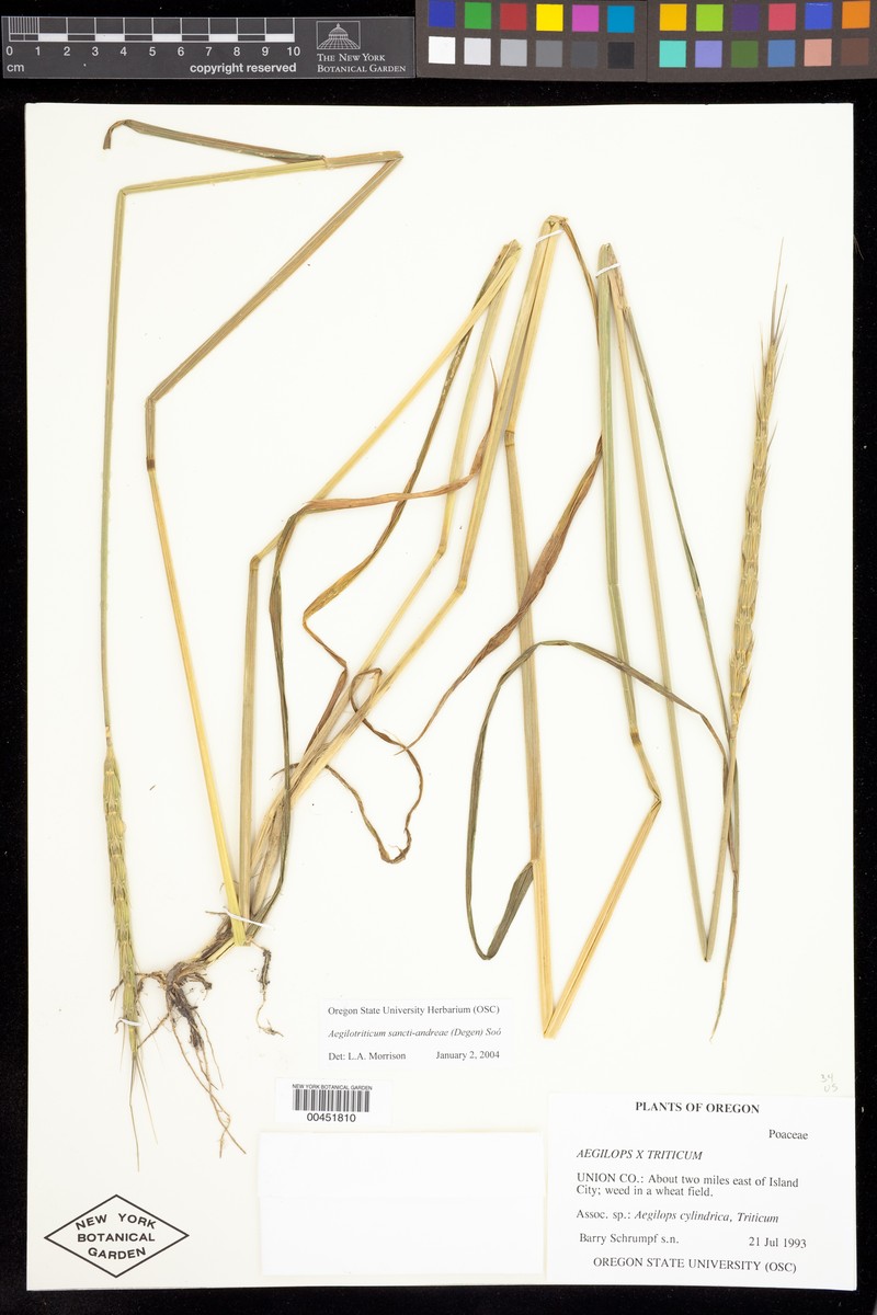 × Aegilotriticum sancti-andreae photo 6