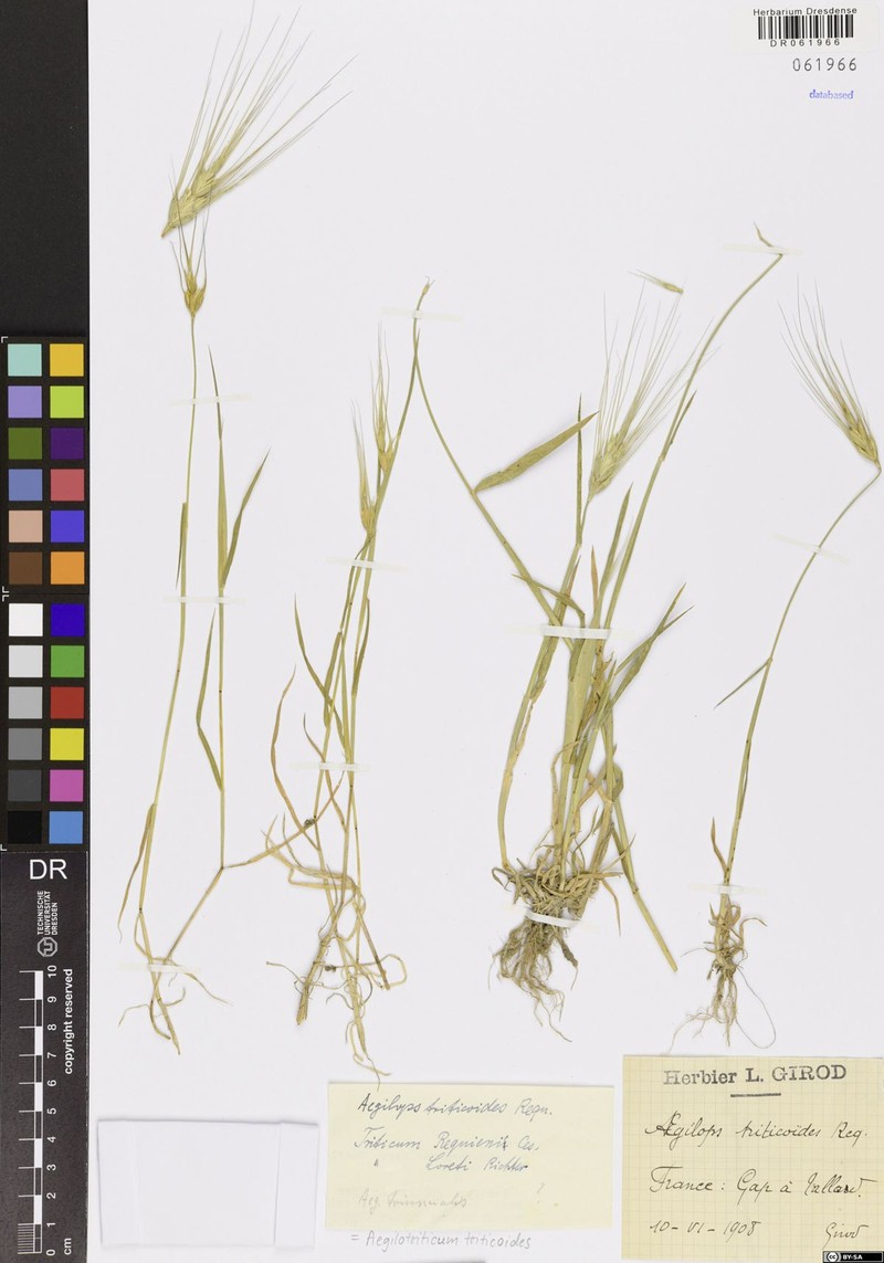 × Aegilotriticum triticoides