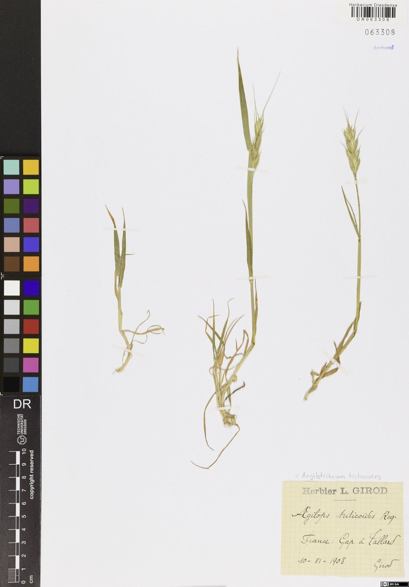 × Aegilotriticum triticoides photo 2