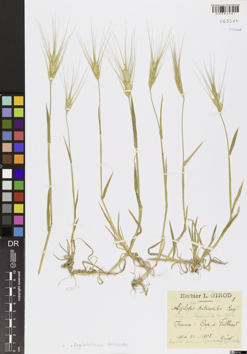 × Aegilotriticum triticoides photo 3