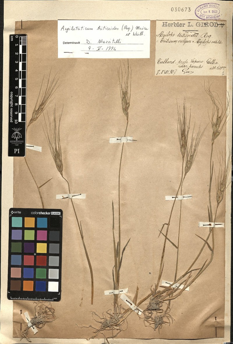× Aegilotriticum triticoides photo 4