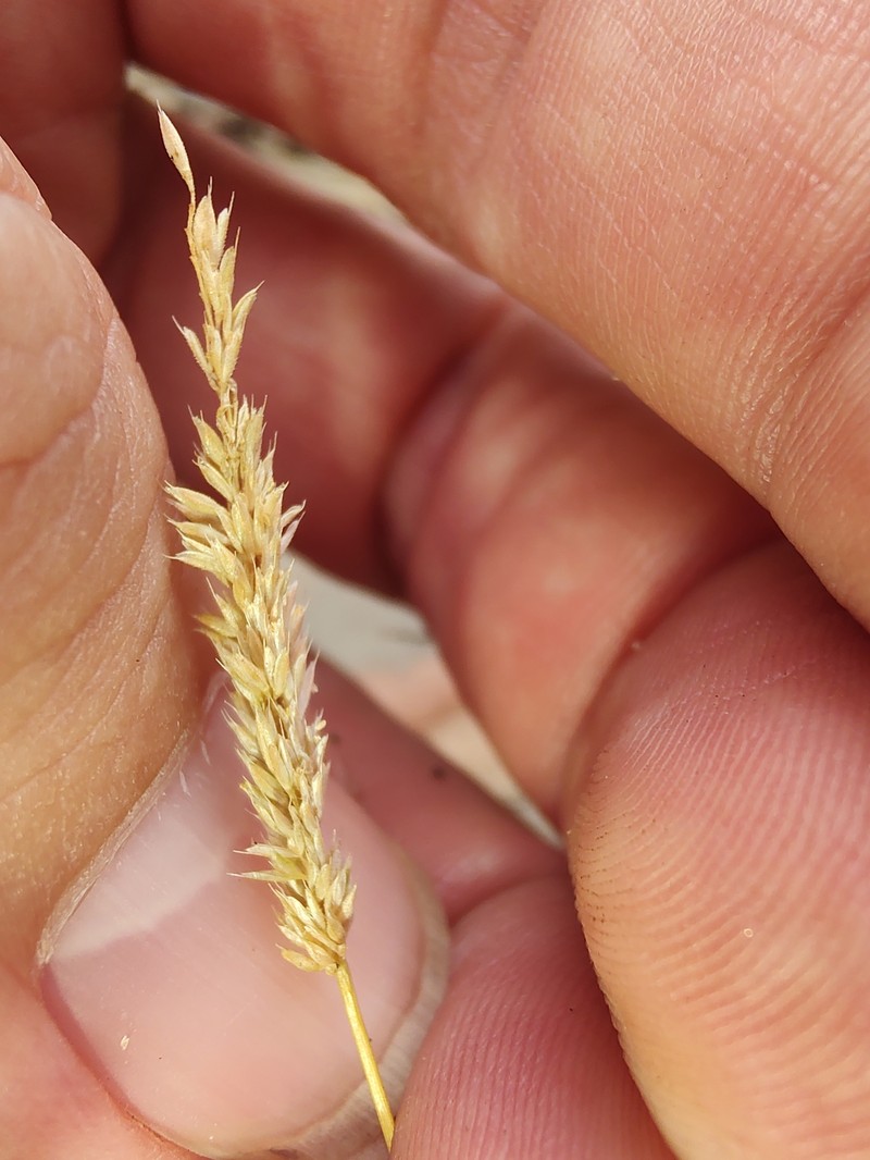 × Agropogon lutosus