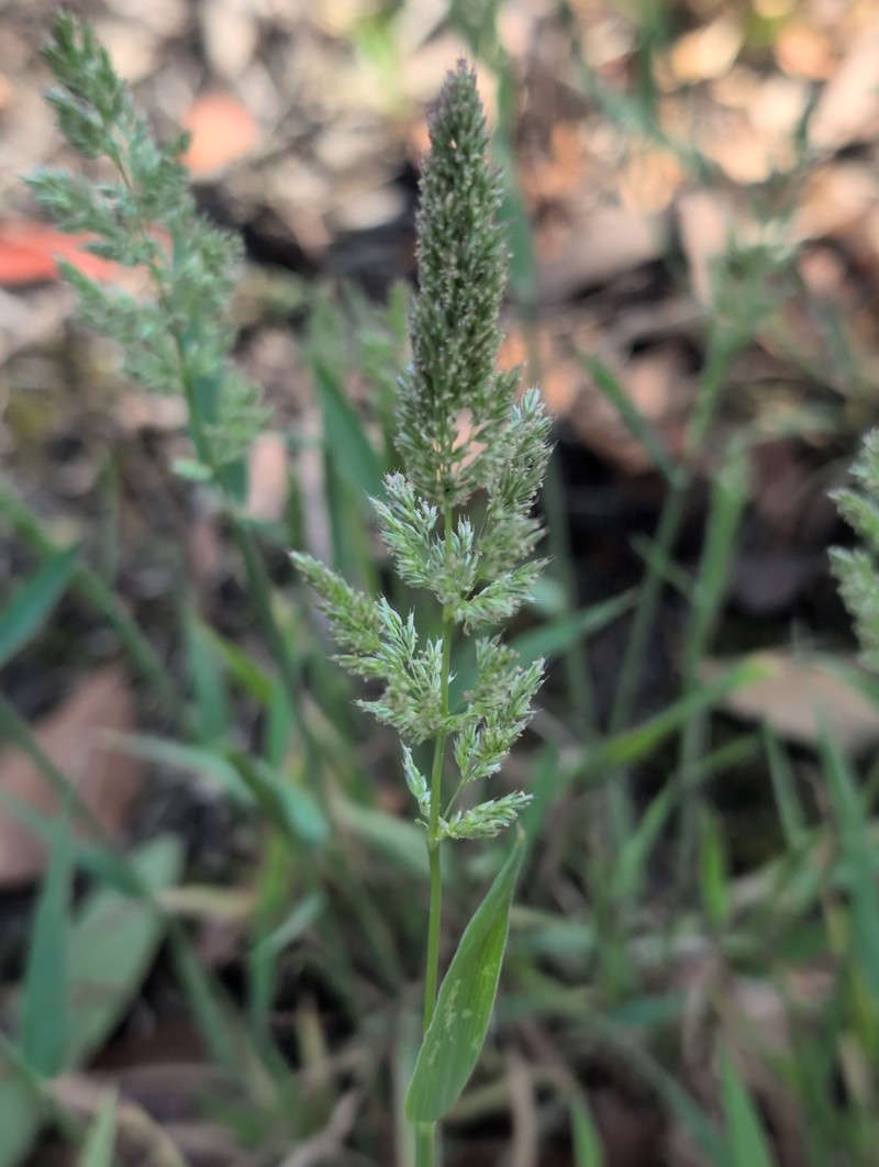 × Agropogon lutosus photo 2
