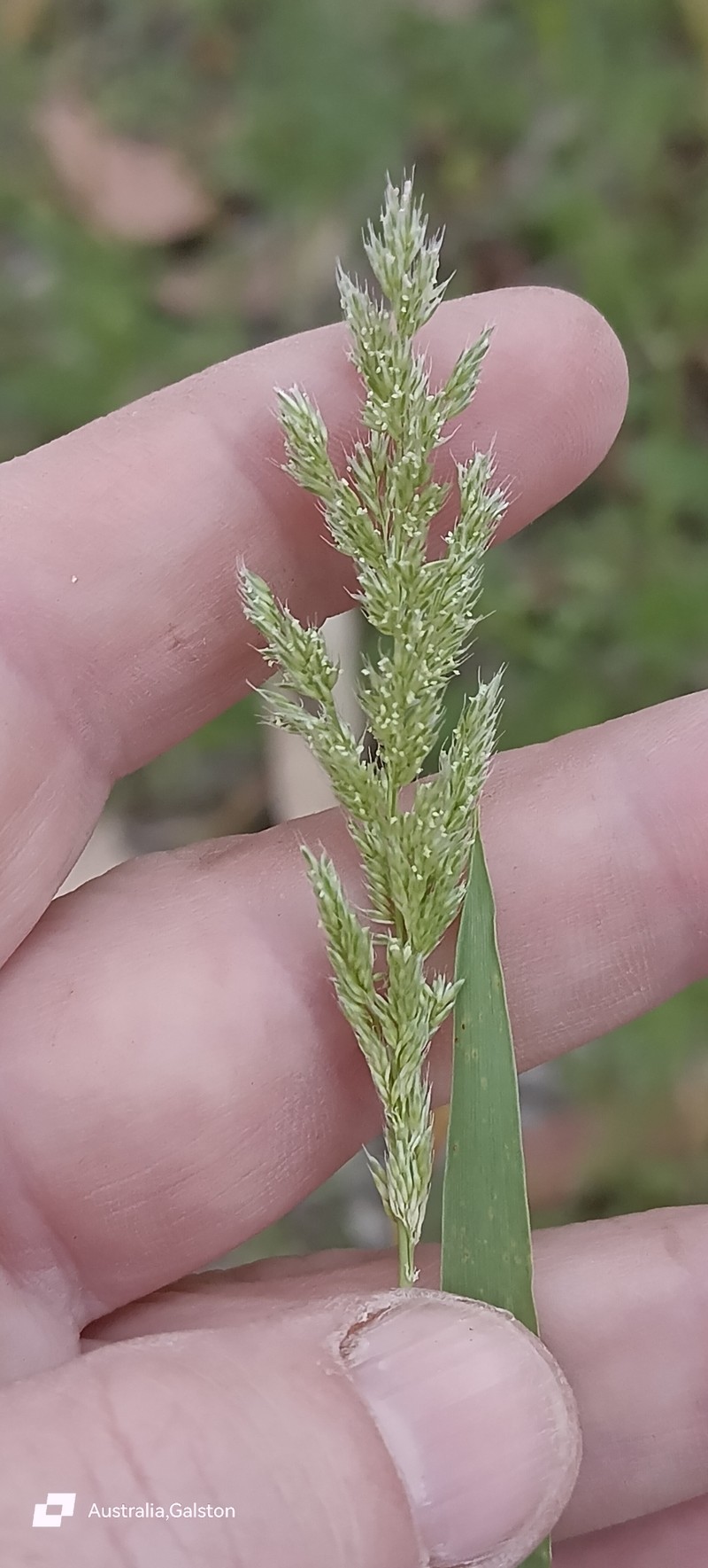 × Agropogon lutosus photo 3