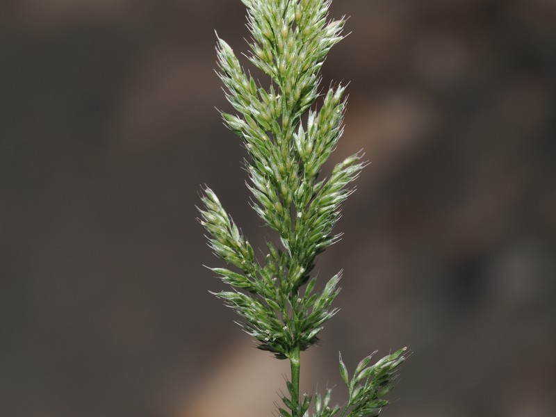× Agropogon lutosus photo 4
