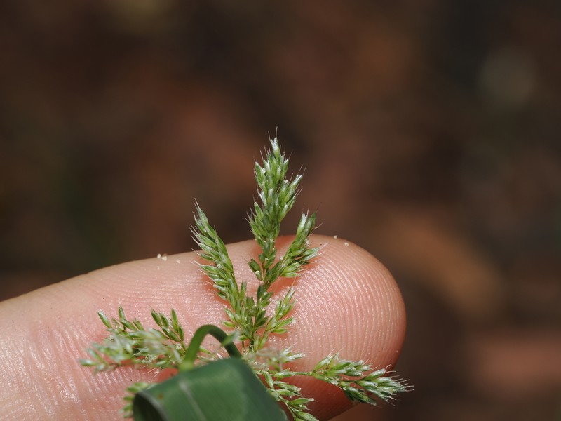 × Agropogon lutosus photo 5