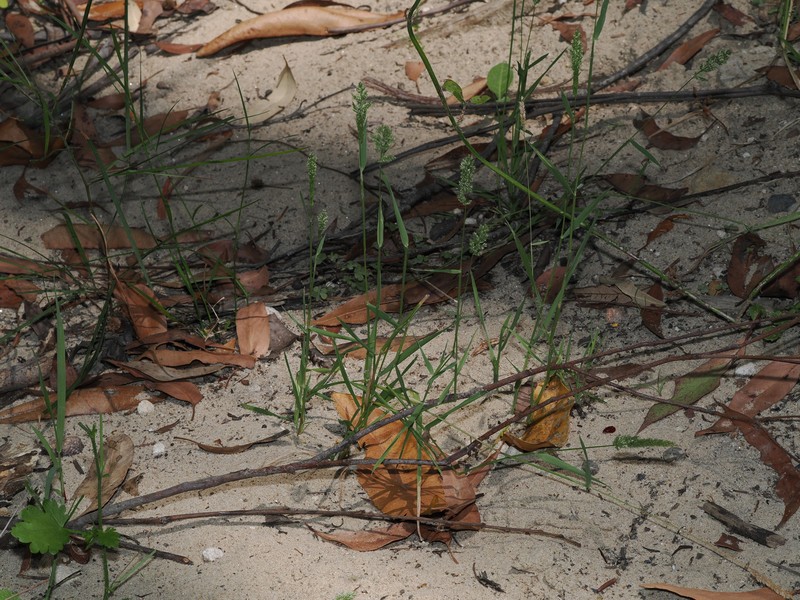 × Agropogon lutosus photo 6