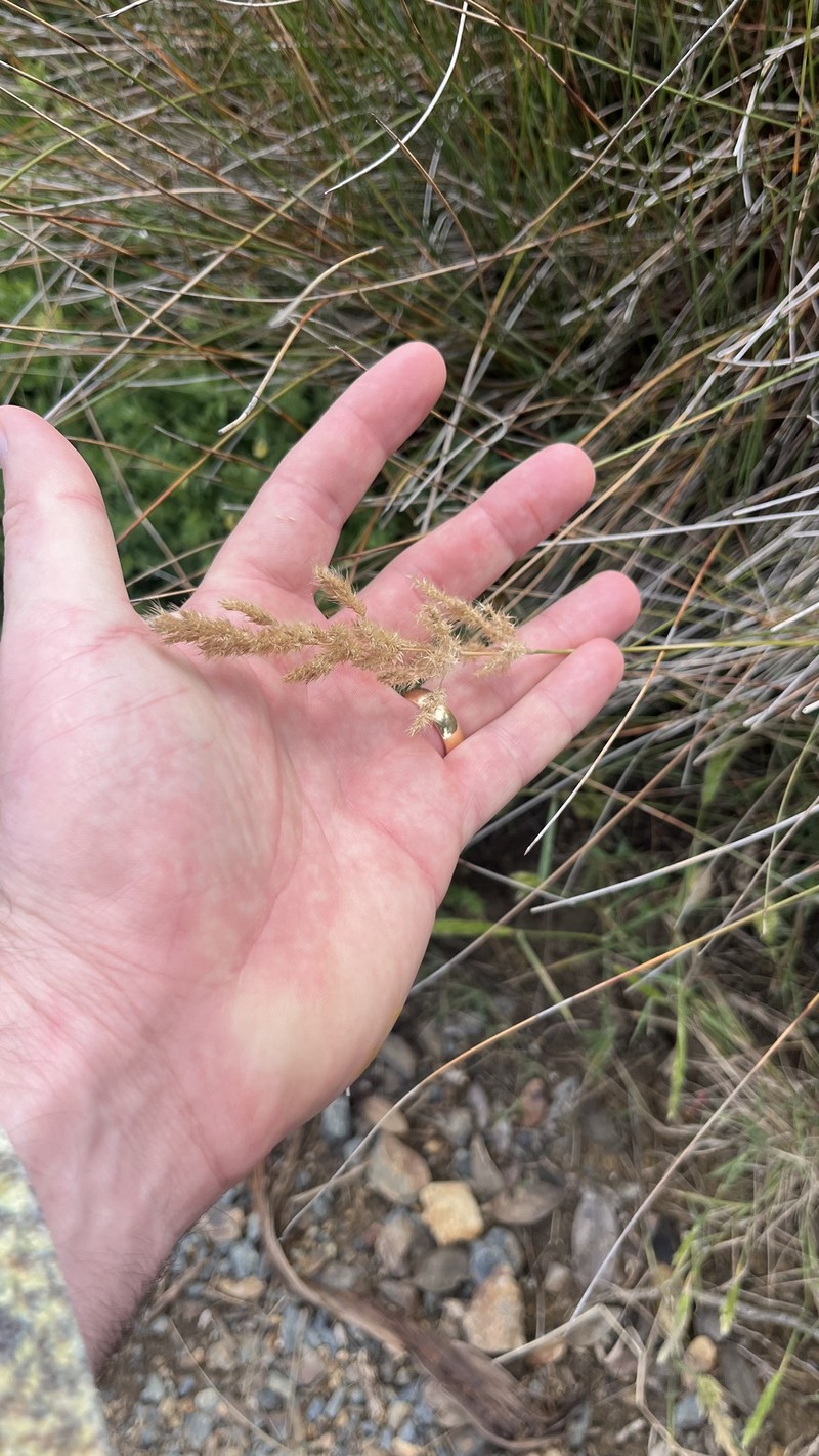 × Agropogon lutosus photo 7