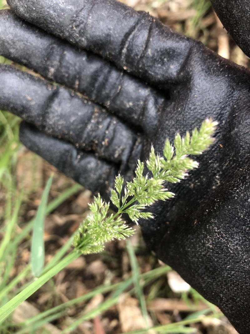 × Agropogon lutosus photo 8